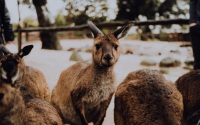 KangaROOS Schuhe – bequeme Treter für entspannte Trendsetterinnen
