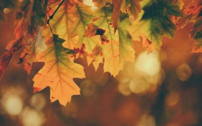 Ein Teil – unterschiedlicher Style: Herbstlook